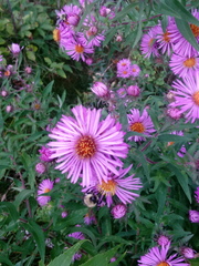 Symphyotrichum novae-angliae