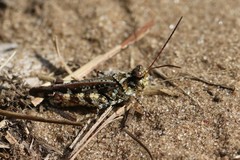 Spharagemon marmorata marmorata