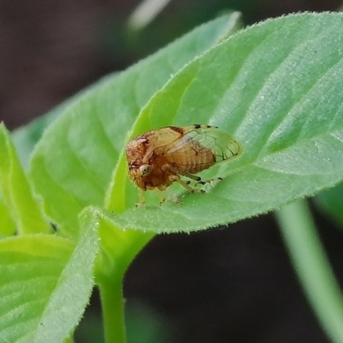 Paraceresa unguicularis