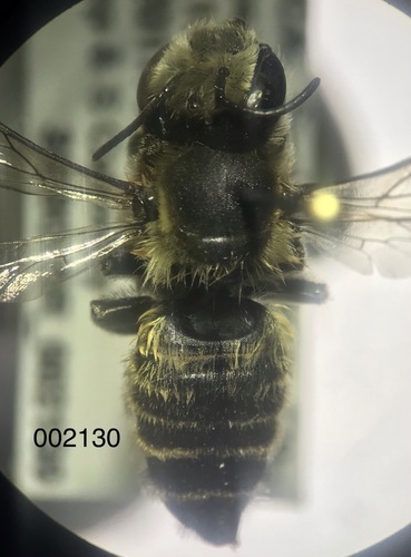 Megachile coquilletti