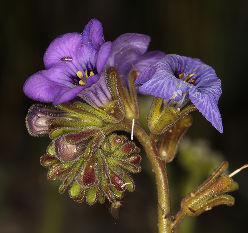 Frémont's Phacelia