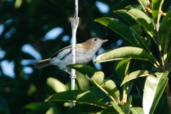 Vireo bairdi