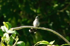 Cynanthus forficatus