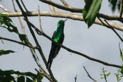 Cynanthus forficatus
