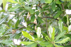 Belenois creona severina