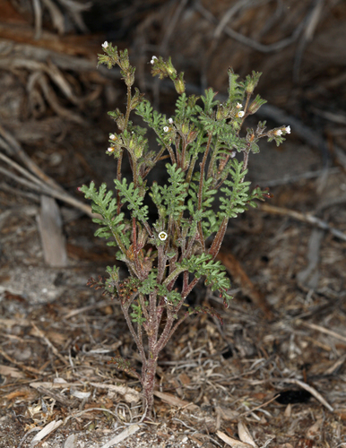 Sticky phacelia (Phacelia glandulifera)
