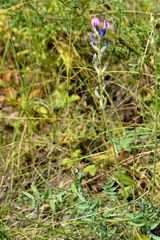 Oxytropis spicata