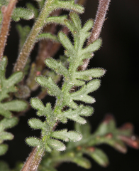 Phacelia glandulifera