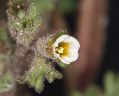 Phacelia glandulifera