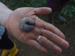 Xylotrupes gideon gideon