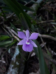 Dimerandra emarginata