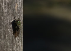 Neotibicen latifasciatus