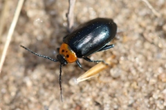 Disonycha triangularis