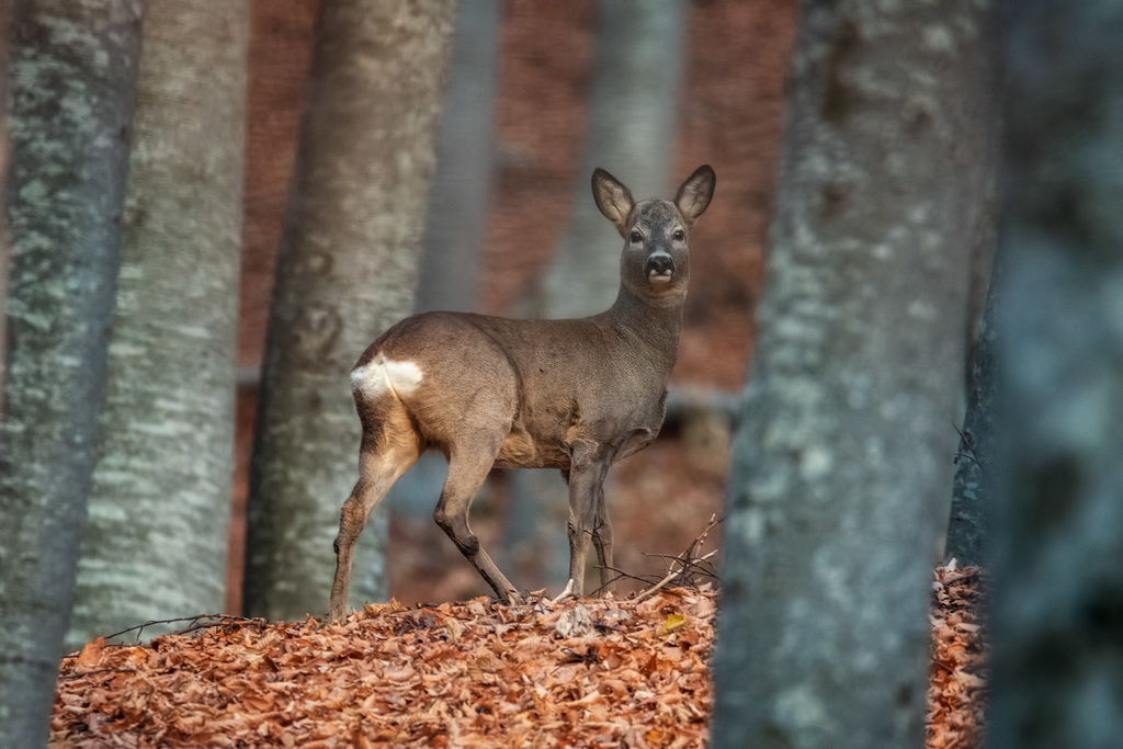 Corça (Capreolus capreolus) - cervídeo europeu