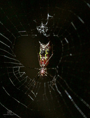Micrathena swainsoni