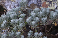 Euryops pectinatus pectinatus