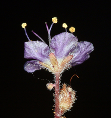 Phacelia greenei