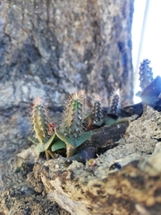 Selenicereus costaricensis