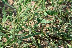 Atriplex patens