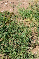 Atriplex patens