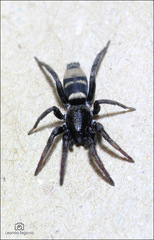 Latonigena auricomis