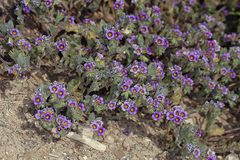 Phacelia gymnoclada
