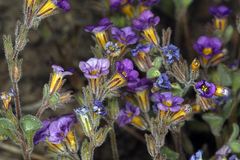 Phacelia gymnoclada