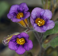 Phacelia gymnoclada