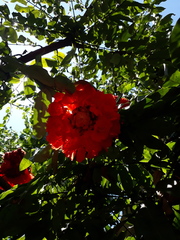 Brownea enrici
