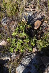 Osmitopsis dentata
