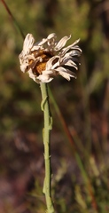 Osmitopsis dentata