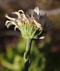 Osmitopsis dentata