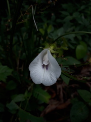 Clitoria falcata