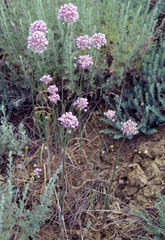 Allium rubellum