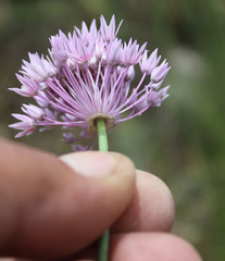 Allium rubellum