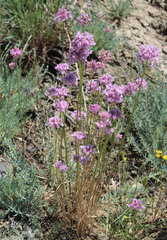 Allium rubellum