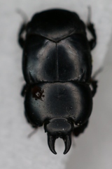 Hololepta