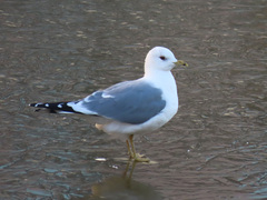 Larus canus