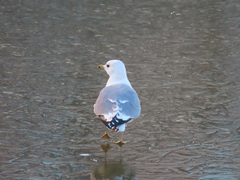 Larus canus