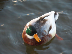 Anas platyrhynchos domesticus