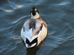 Anas platyrhynchos domesticus