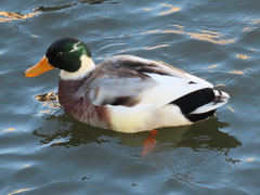 Anas platyrhynchos domesticus