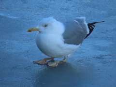 Larus argentatus