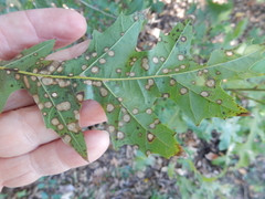 Polystepha quercifolia