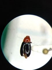 Drapetes rubricollis