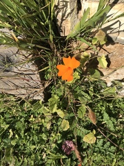 Thunbergia gregorii