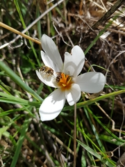 Crocus aleppicus