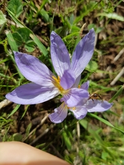 Crocus cancellatus