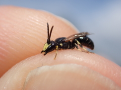 Hylaeus pectoralis