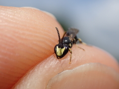 Hylaeus pectoralis